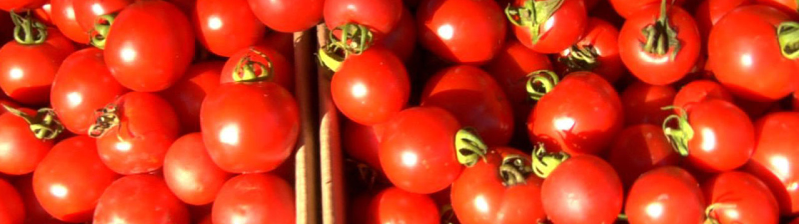 Home_Landing_1850x578_Tomatos-mod